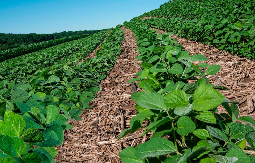 the-importance-of-soy-in-crop-rotation-proterra-foundation